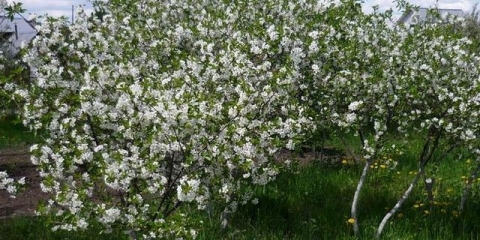 Štetočine trešnje i njihova kontrola